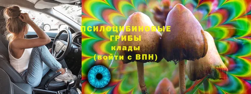 Псилоцибиновые грибы Psilocybe  Дальнегорск 